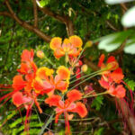 Nature Trail at Nageswara Rao Park
