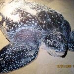 Exhibition on Turtles
