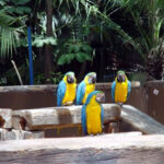 Watch bird at the birds race - Last date to register Jan. 19