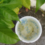 Install a water bowl for animals and birds this summer