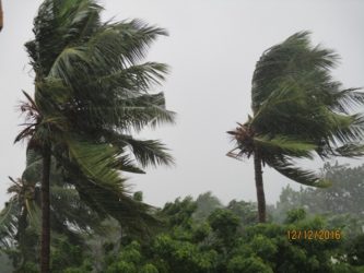 Cyclone Vardah Trees In The Wind