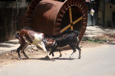 goat-fight1