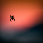 spider photo