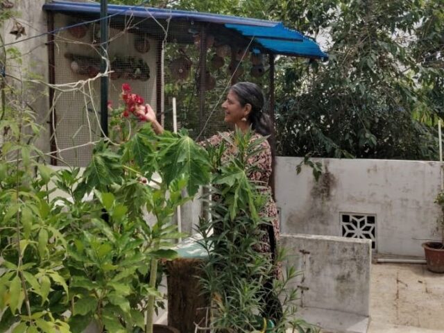 Terrace garden thrives with home compost; yields varieties of greens and flowers Kalavathy Terrace Garden