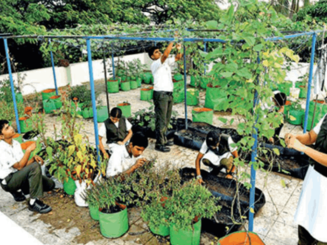 Towards greener future – Audio news report school terrace garden