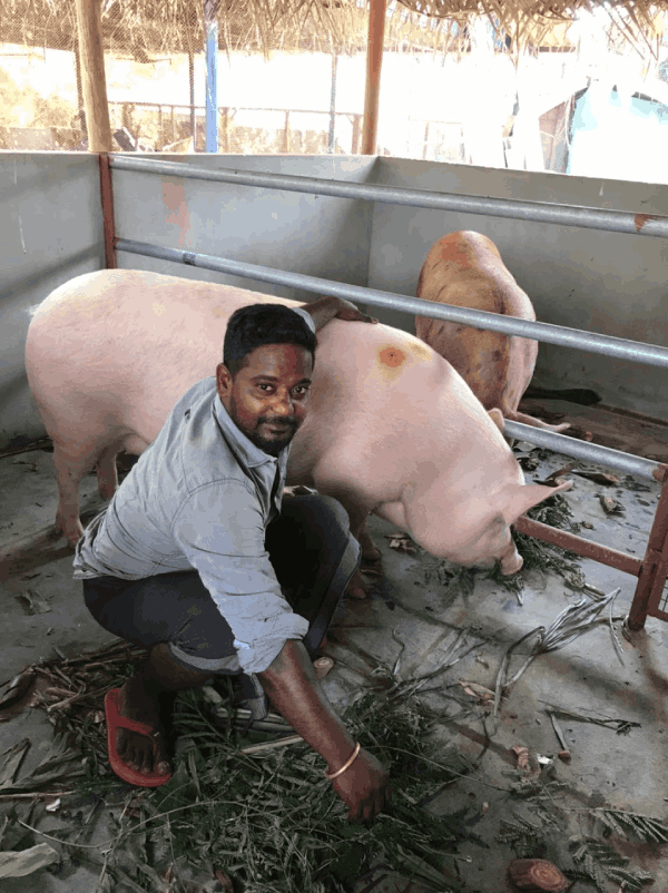 Vidyasagar in the pig sty