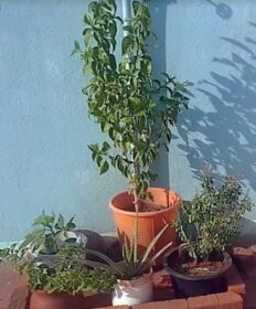 terrace garden of Bhuvana