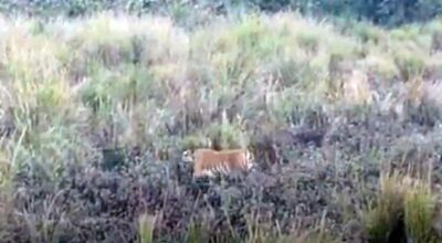 Tiger in Kaziranga