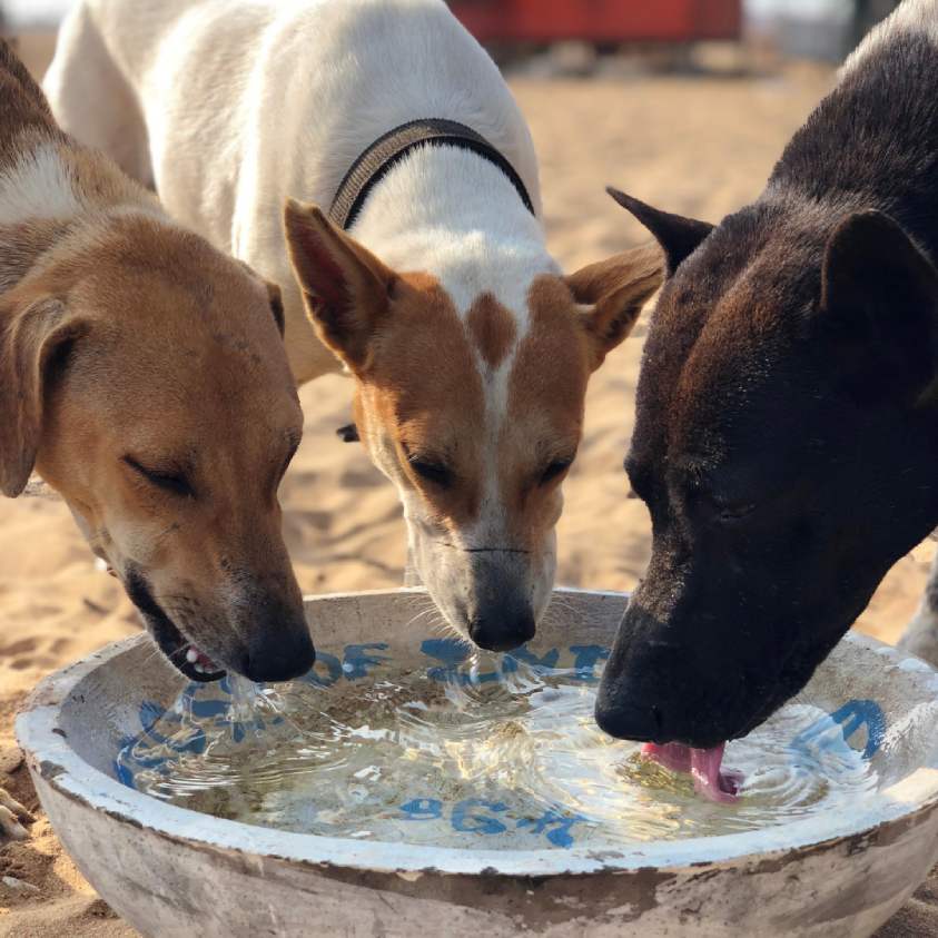 Animal water clearance bowl