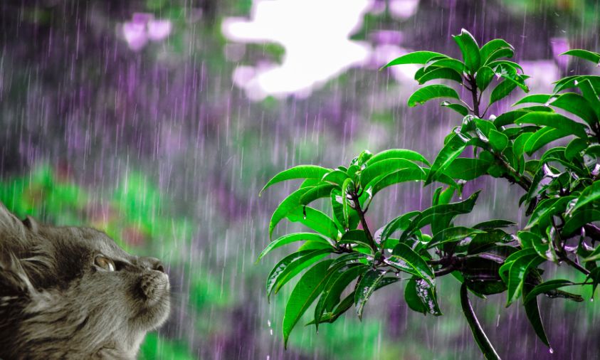 rainy day with cat watching the rains