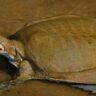 brown turtle