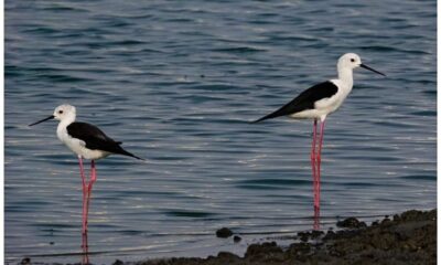 Chennai Bird Race 2024