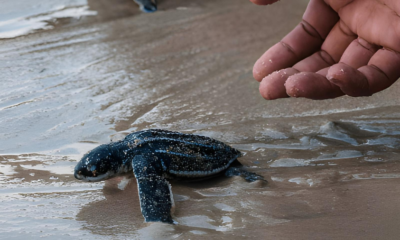 Olive Ridley Turtle Conservation