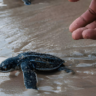 Olive Ridley Turtle Conservation