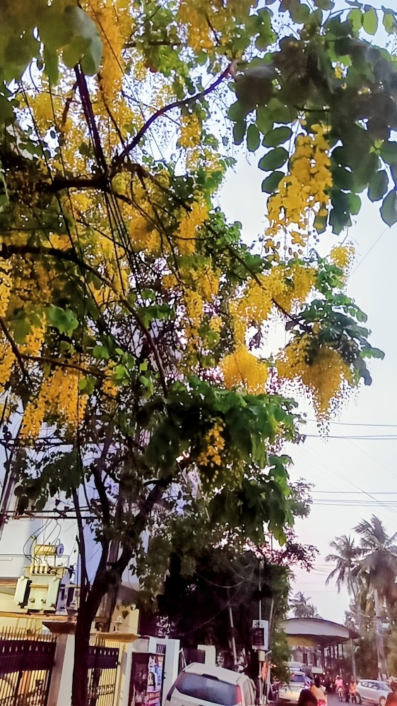 sarakondrai tree with flowers