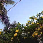 Chennai Summer Flowers