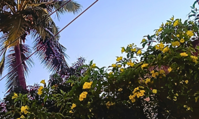 Chennai Summer Flowers