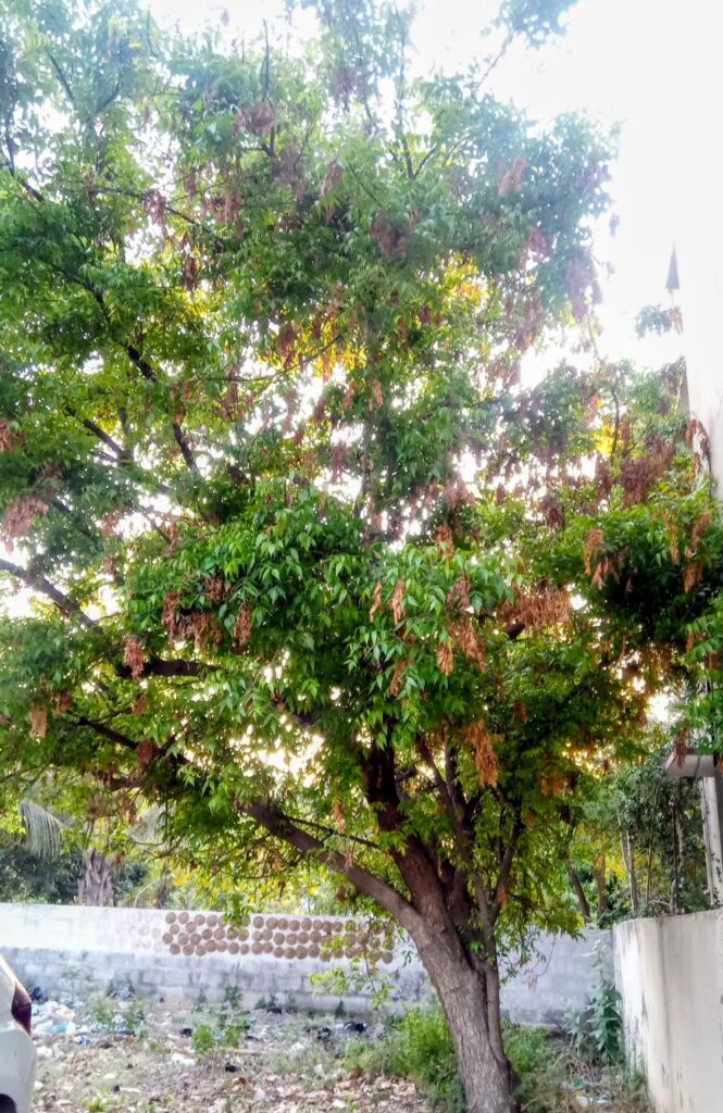 neem tree